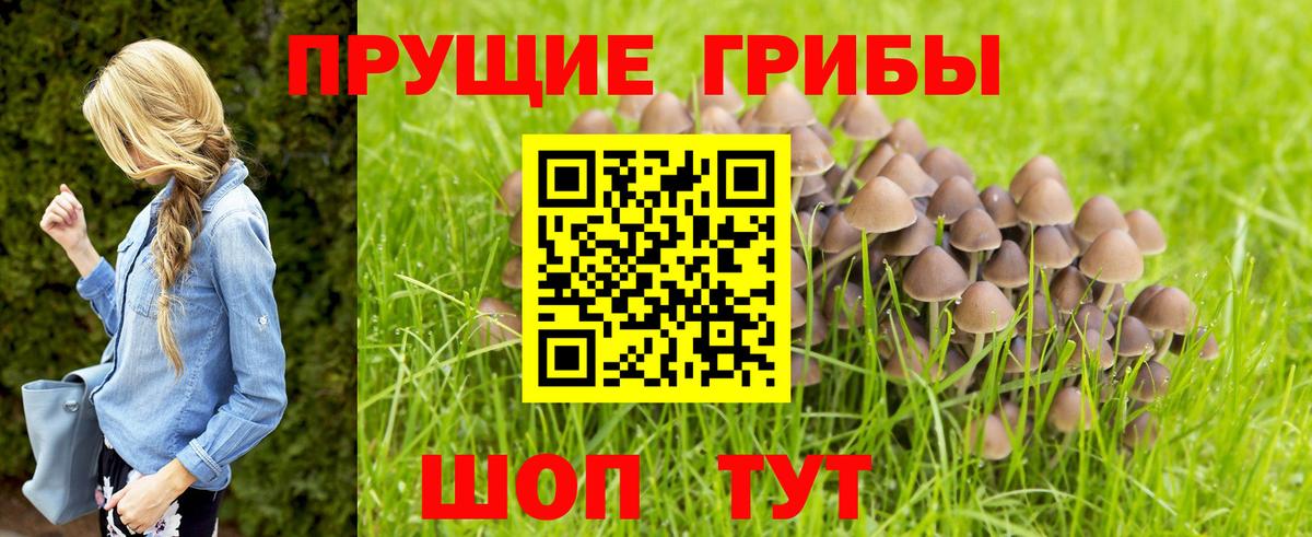 Галлюциногенные грибы GOLDEN TEACHER  Вход с VPN  Галлюциногенные грибы мицелий  Сальск 